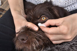 Dog getting eyes cleaned