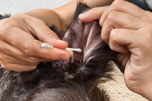 Dog getting ears cleaned using cotton swab