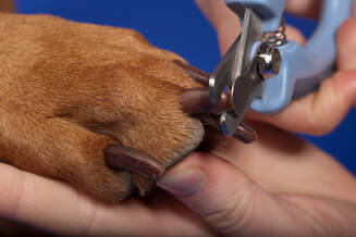 Dog getting nails trimmed