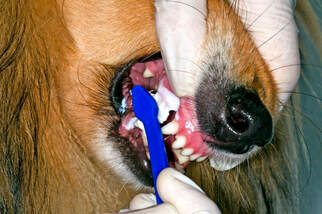 Dog getting teeth cleaned