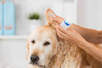 Dog getting ears cleaned
